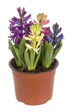 6" HYACINTH