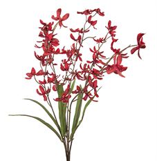 ORCHID CYMBIDIUM 26" BUSH MINI