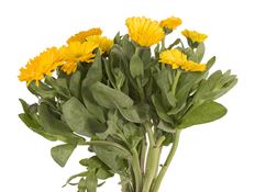 CALENDULA