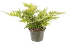 6" ASSORTED FERNS