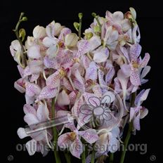 ORCHID MOKARA