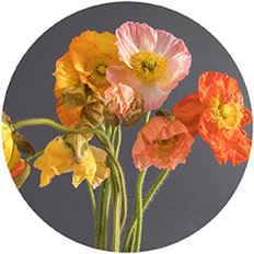 POPPIES