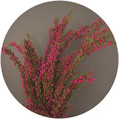 BORONIA HEATHER