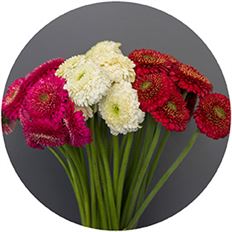 GERBERA GERRONDO