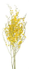 ORCHID ONCIDIUM HAWAIIAN/JAPANESE