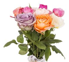 ROSE GARDEN