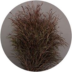 AGONIS