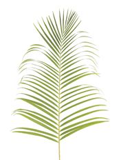 ARECA PALM