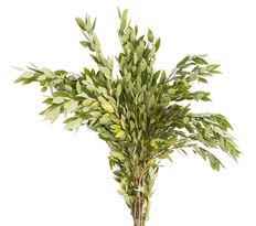 BAY LEAVES