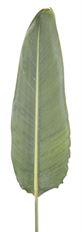 BIRD OF PARADISE FOLIAGE