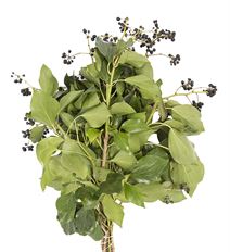IVY CALIFORNIA BUSH