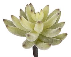 AGAVE PICK 4" GR/FK