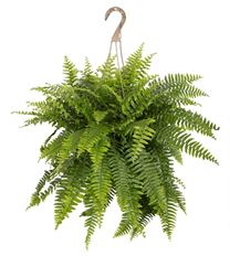 10" BOSTON FERN HANGING BASKET