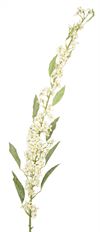 EUPHORBIA CREAM WHITE SPRAY