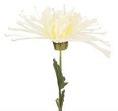 MUM FUJI 21" CREAM