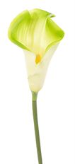 CALLA LILY STEM X1 30" WHITE/GREEN